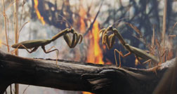 Bowerbirds “In Our Talons”