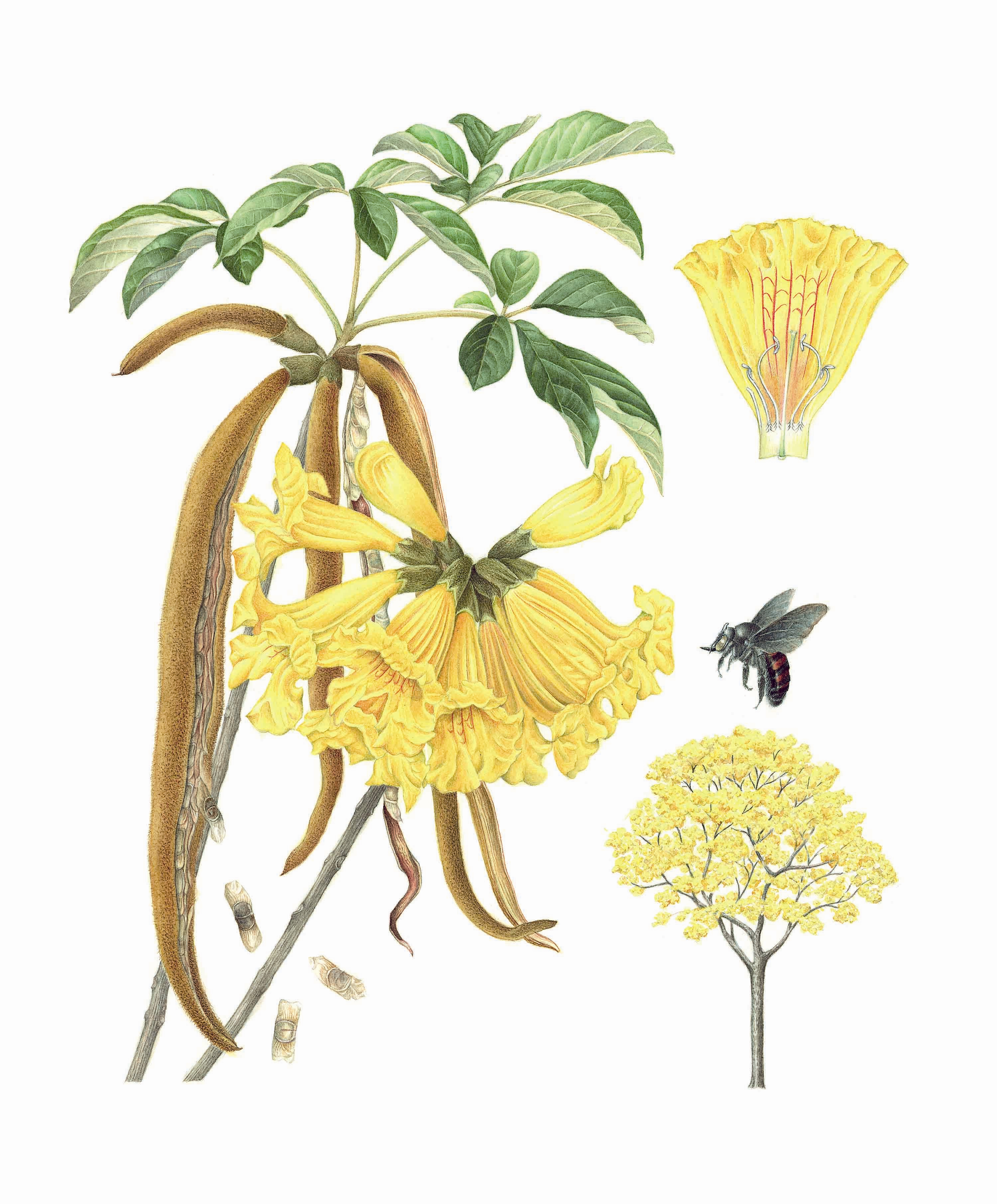 Exposição Jardim do Solar