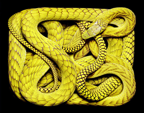 Arte da Serpente