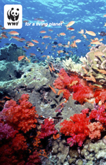 Coral, jóia virtual