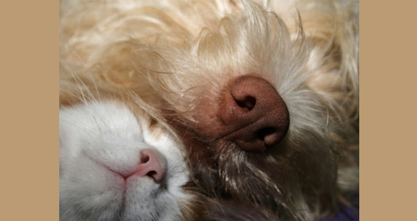 Cozinhando para alguém especial