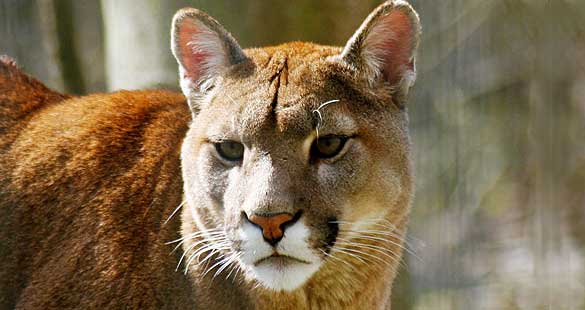 Puma = E X T I N T O