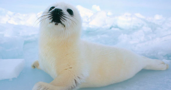 HELP! As focas precisam da sua ajuda