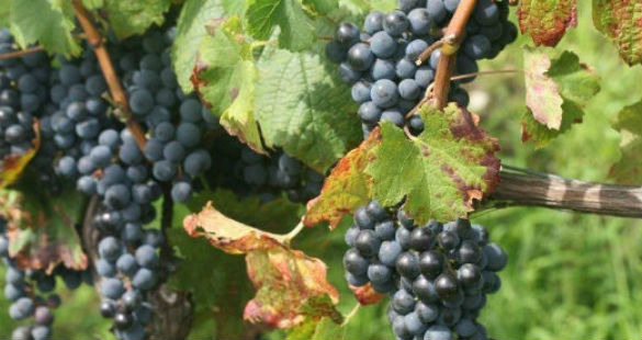 Nebbiolo ou Sangiovese?