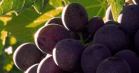 Brunello di Montalcino: glamour e qualidade