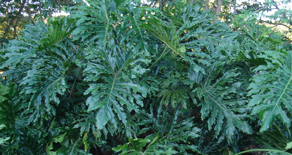 Plantas de sombra: Filodendros