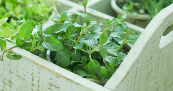 Como fazer uma horta caseira