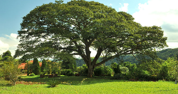 Afinal, o que é sustentabilidade?
