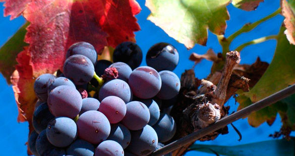 Os dois “irmãos” menos badalados do Chateauneuf Du Pape