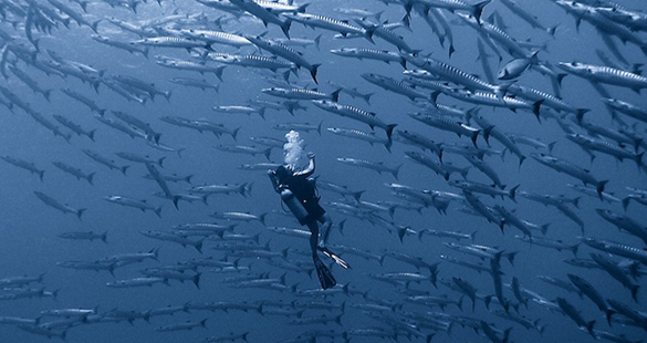 O olhar de Alexander Safonov