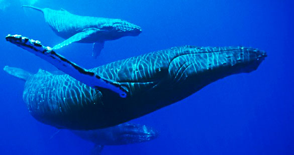 Deixe as baleias namorarem