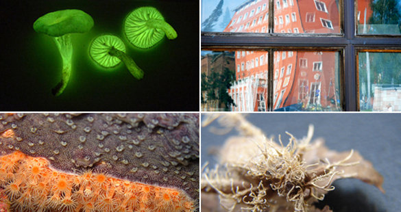 I Prêmio Fotografia-Ciência & Arte