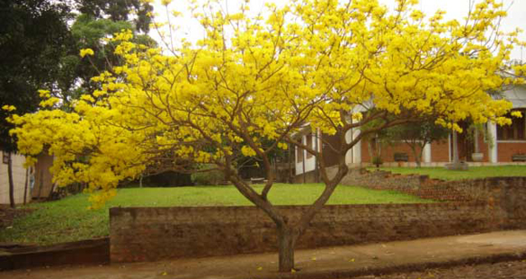 Árvores nas calçadas