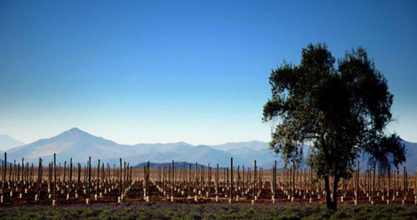 O promissor Vale do Limarí é a nova sensação do Chile