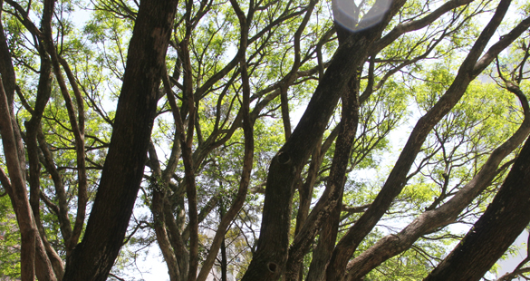 Ataque à legislação ambiental brasileira