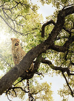 Safari na África do Sul fotografado por Chris Davis