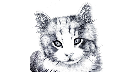 Arte de André Araújo