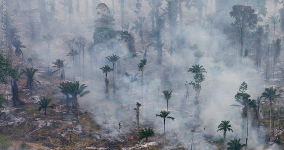 1,5 milhão assinam contra o novo Código Florestal