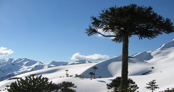 Natureza em Araucanía