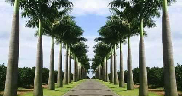 Palmeiras usadas no paisagismo