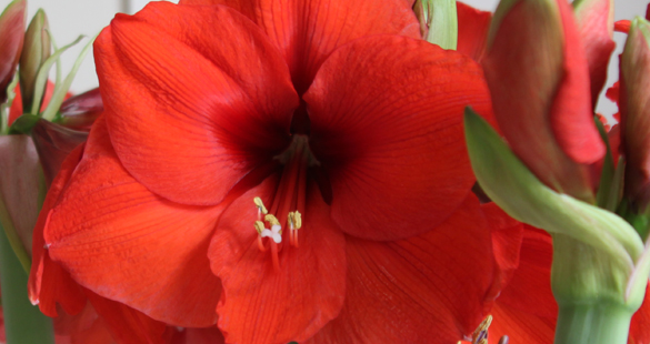 Começando o ano com poesia