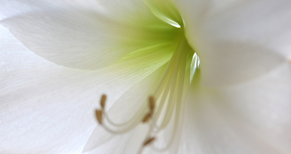 A louca chamada Esperança