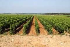 Vinhedos de Merlot na Azienda Le Macchiole na Costa da Toscana