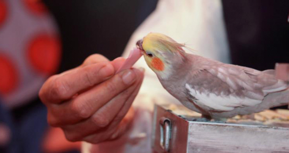 Dez dicas para organizar uma festa infantil de sucesso