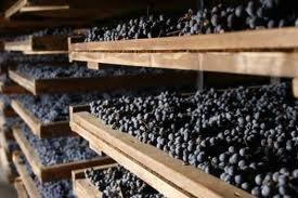 As uvas sendo passificadas p ara a produção do Amarone