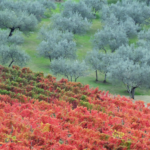 Sagrantino di Montefalco, um dos vinhos mais prestigiados da Úmbria