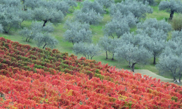Sagrantino di Montefalco, um dos vinhos mais prestigiados da Úmbria