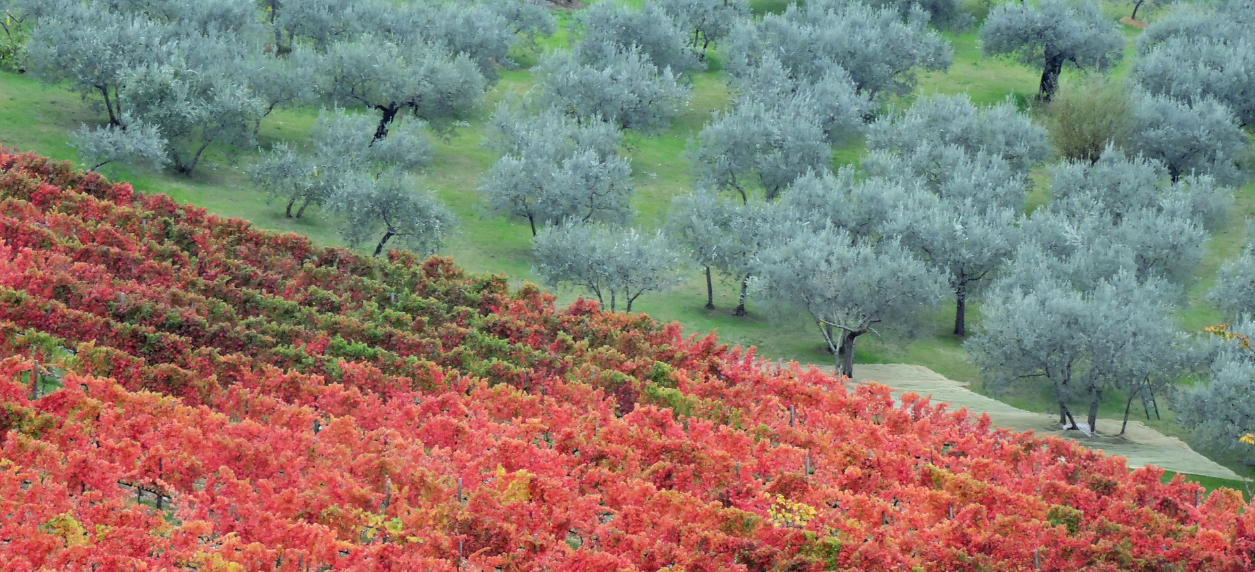 Sagrantino di Montefalco, um dos vinhos mais prestigiados da Úmbria