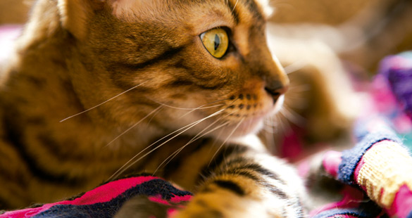 Top brasileira Lais Ribeiro é a estrela da Harper’s Bazaar de janeiro