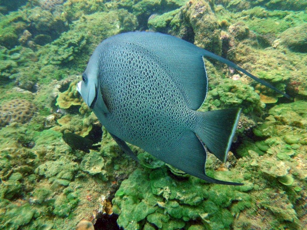 Mergulhe nos melhores pontos de Recife de Fora