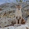 Puma na Patagonia