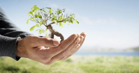 Plante uma Árvore com um clique