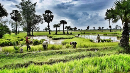 Siem Reap, rice fields - imagem flickr ND Strupler