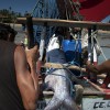 Flecheiras-Pesca Artesanal