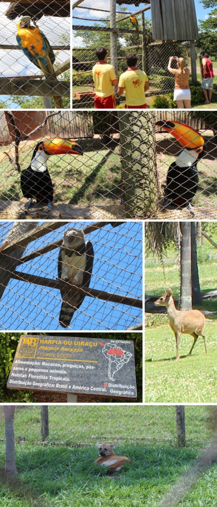 O criadouro conservacionista mantido pelo Instituto Arruda Botelho possui um acervo de mais de 20 espécies de animais silvestres ameaçados de extinção (Fotos: Marcos Garcia)