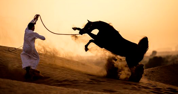 Exposição fotográfica Equine Beauty