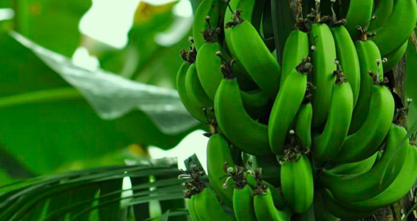 Biomassa de Banana Verde
