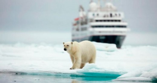 Urso Polar - Silversea