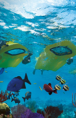 Snorkeling Kickboard