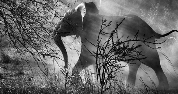 Sebastião Salgado na Bienal do Livro