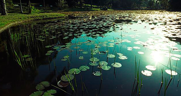 Piquenique Fotográfico no Jardim Botânico de SP