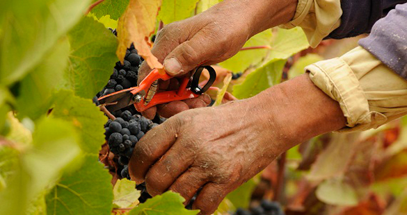 Exclusividade e bons vinhos no Vale do Rosário | Chile