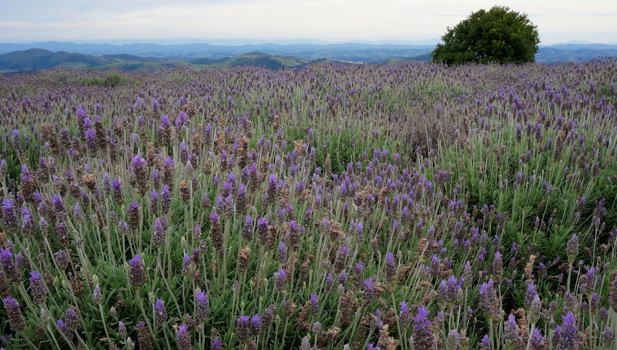 Cunha :: Destino de Montanha Especial
