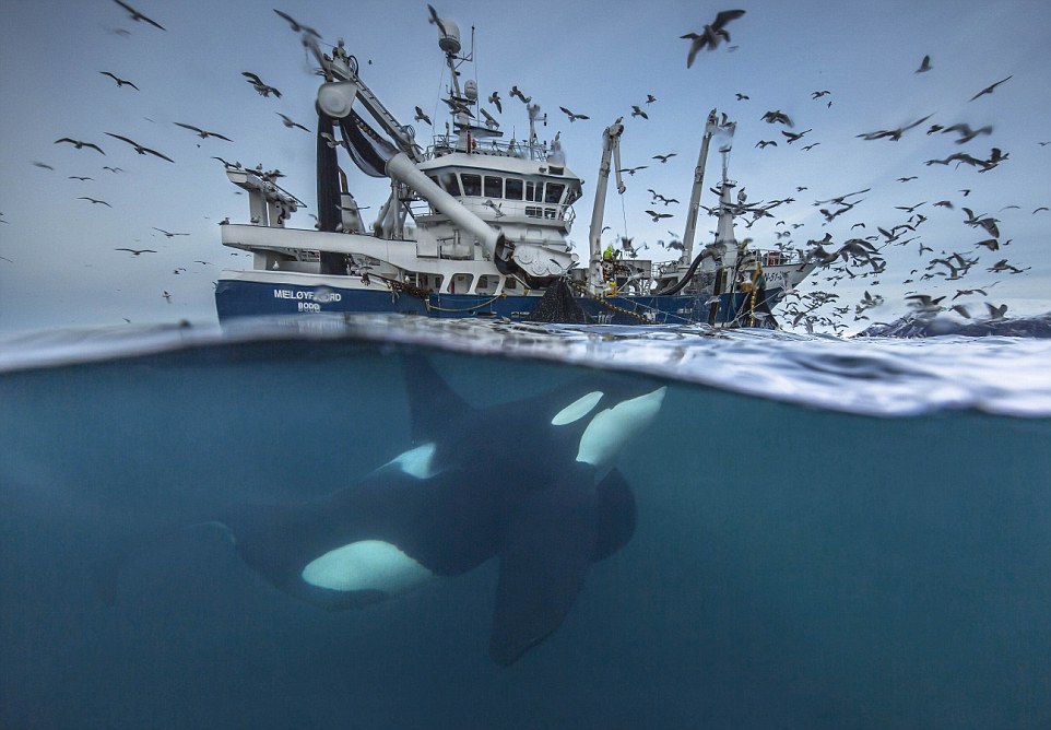 Concurso Wildlife Photographer of the Year