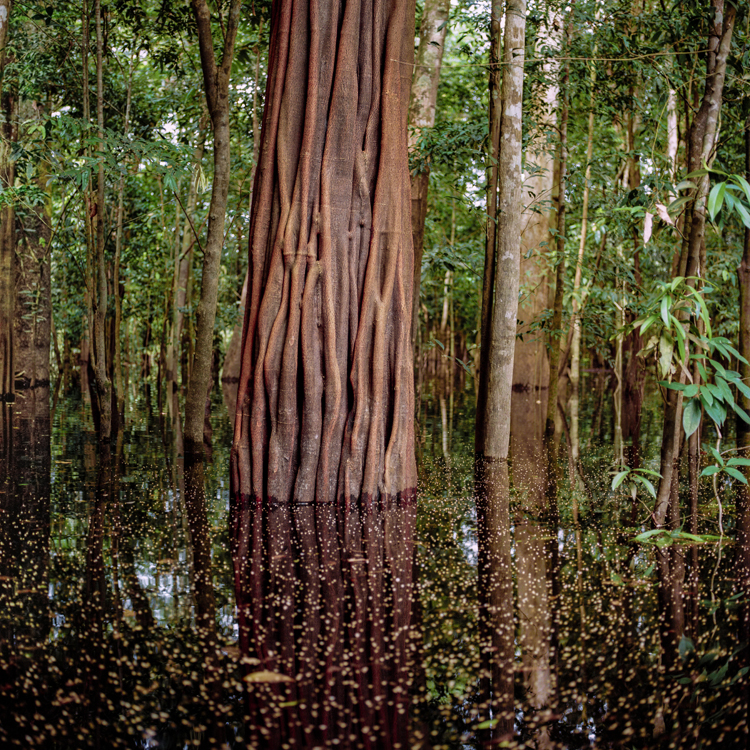 Exposição fotográfica: SP-Arte Foto
