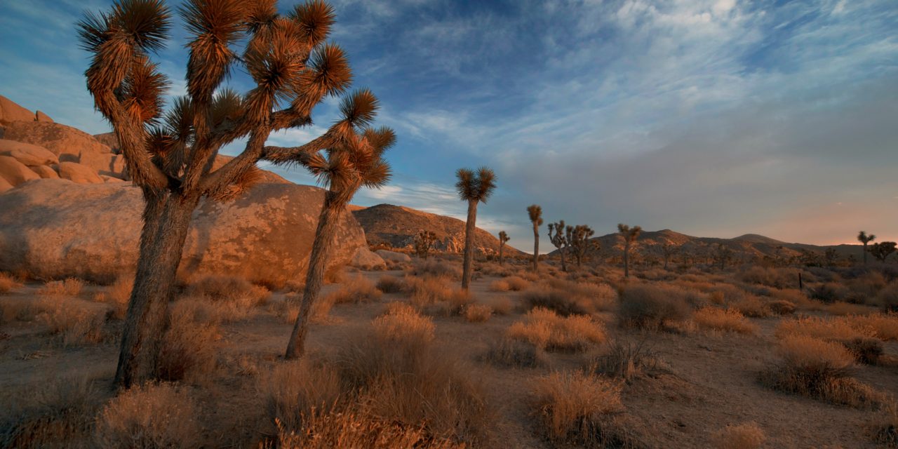 Joshua Tree National Park
